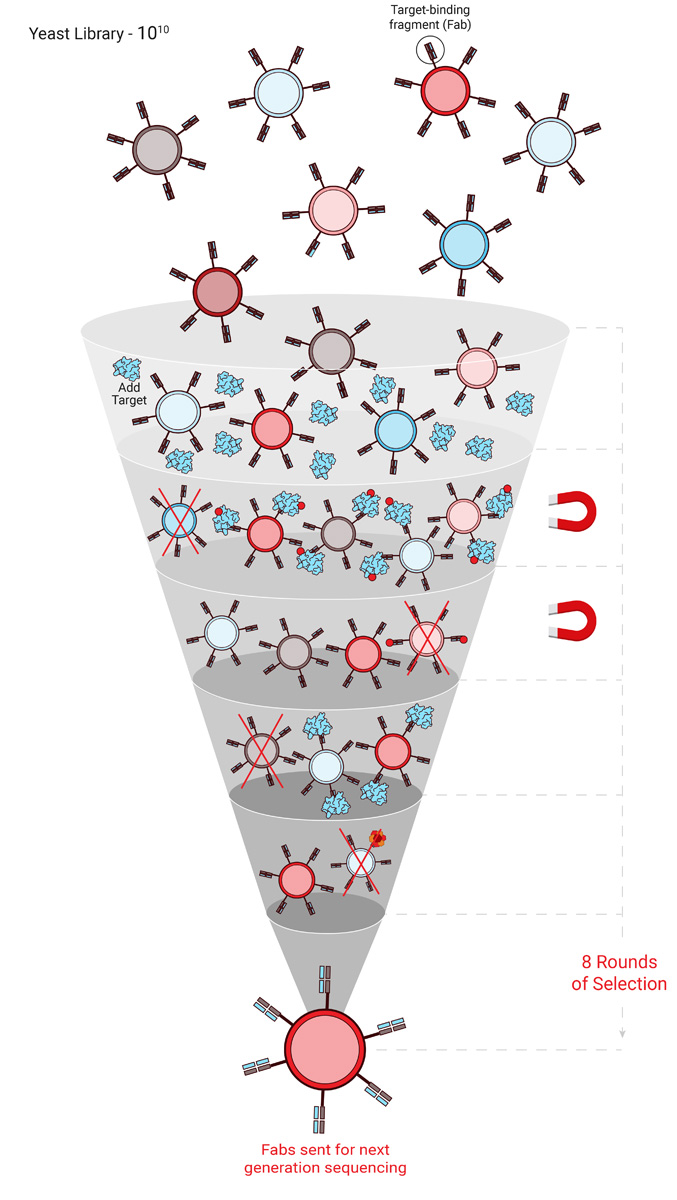 Depiction of antibody selection during the discovery process