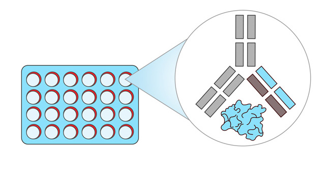 Depiction of capture ELISA