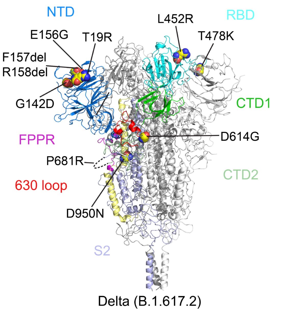 To try to hone COVID-19 vaccines beyond variants, scientists can zoom ...