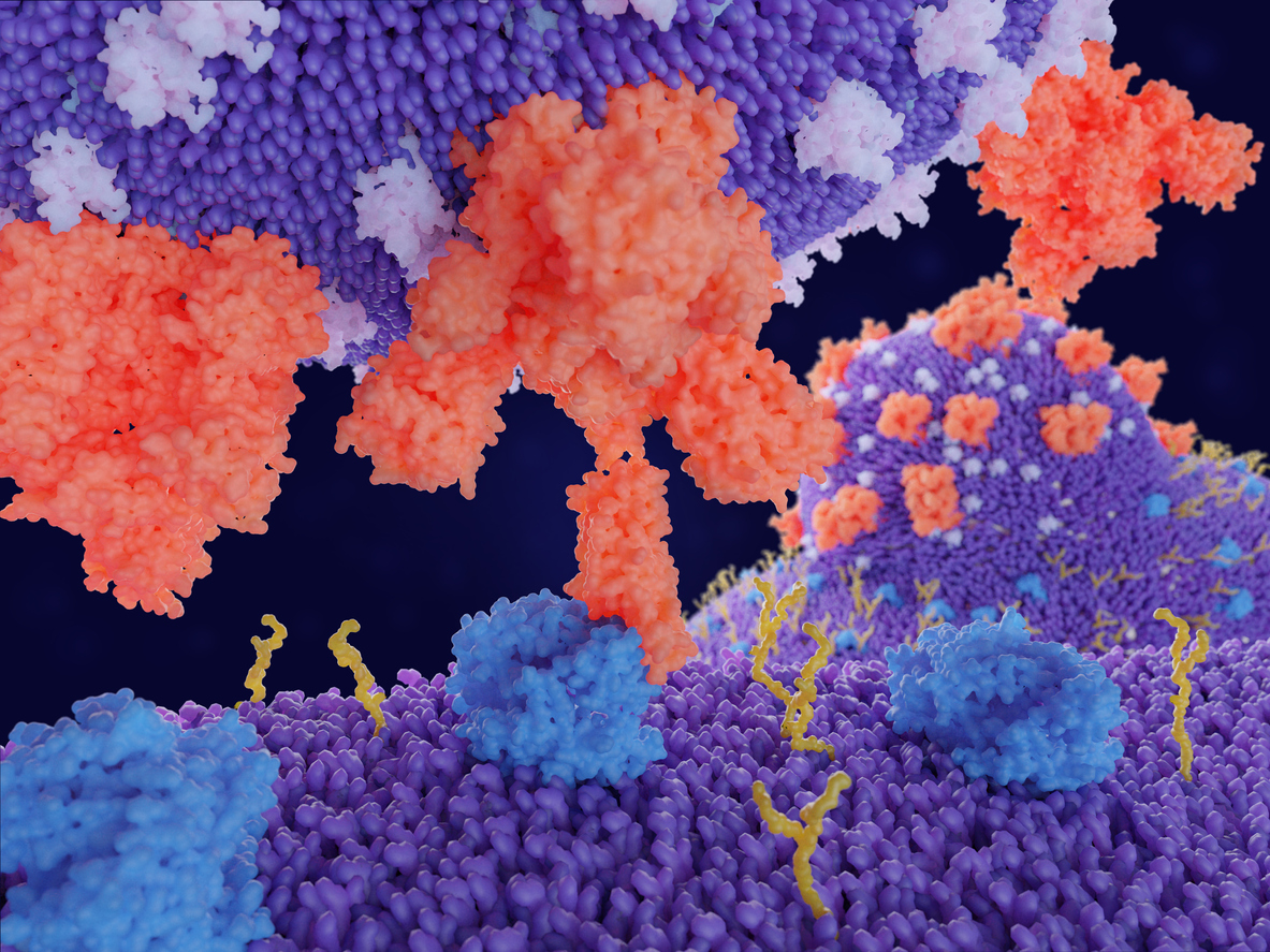 A rendering of a SARS-CoV-2 spike protein and a receptor on a cell