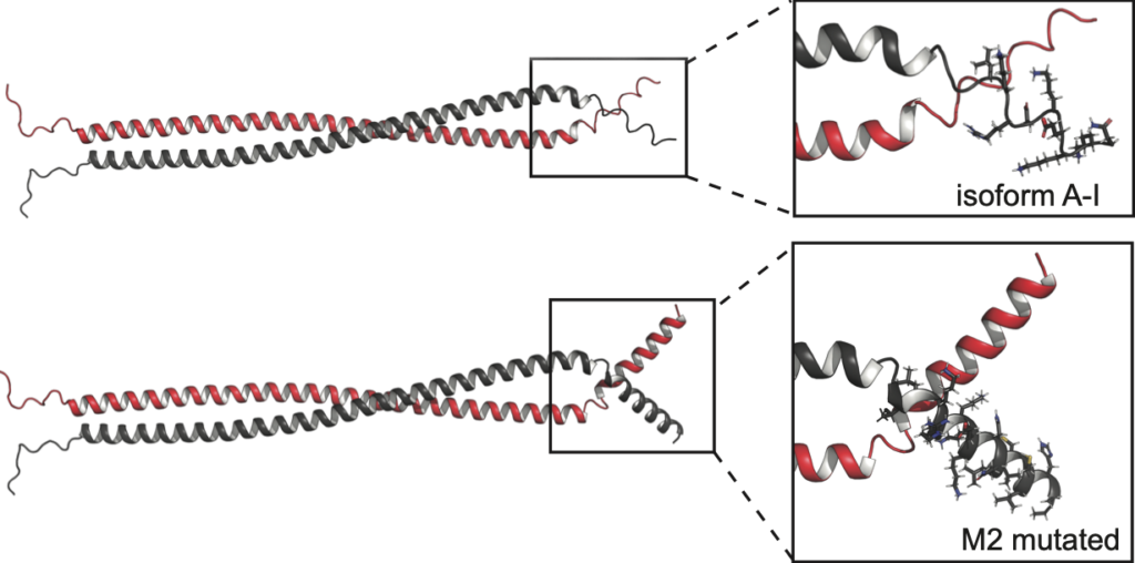 A protein model comparing mutated septin-6 proteins to normal ones