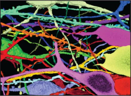 Neurons modeled in different colors, layered on top of one another.