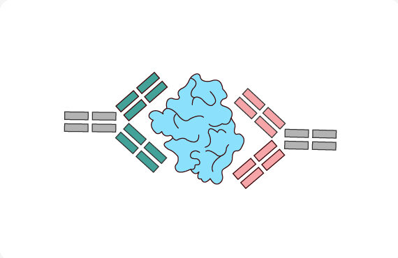 Depiction of noncompetitive epitope binning