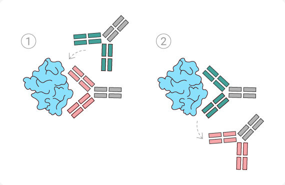 Depiction of competitive epitope binning