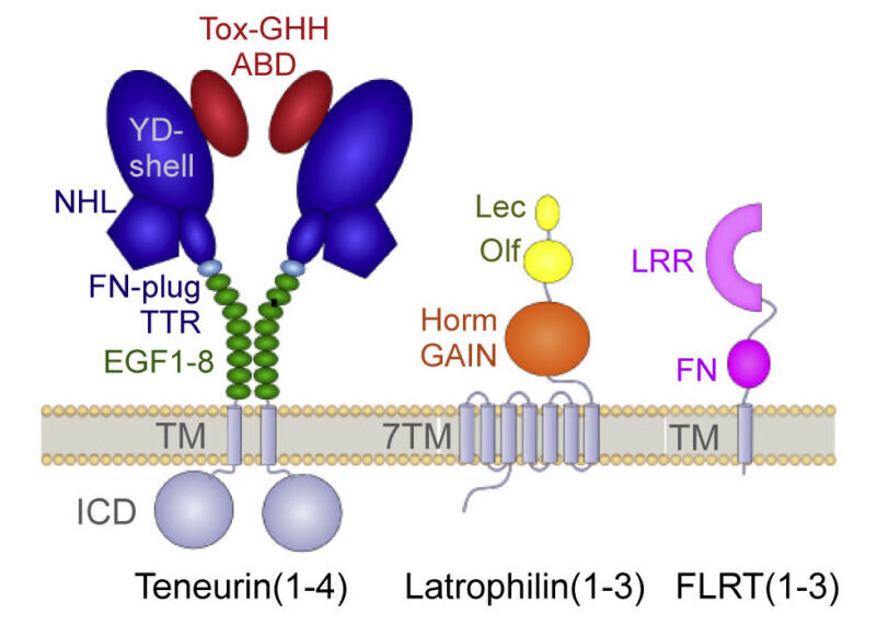 Schematic of Teneurin, Latrophilin, and FLRT domain architecture.