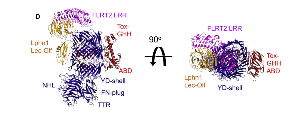 A ternary complex formed by Teneurin and FLRT binding around Latrophilin's N-terminal domains.