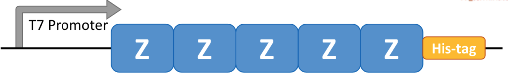 Diagram of Protein Z's five domains with attached His-tag.