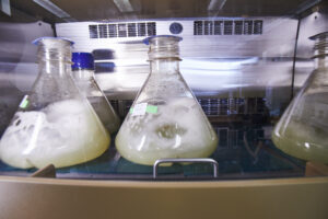 Flasks of yeast being mixed.