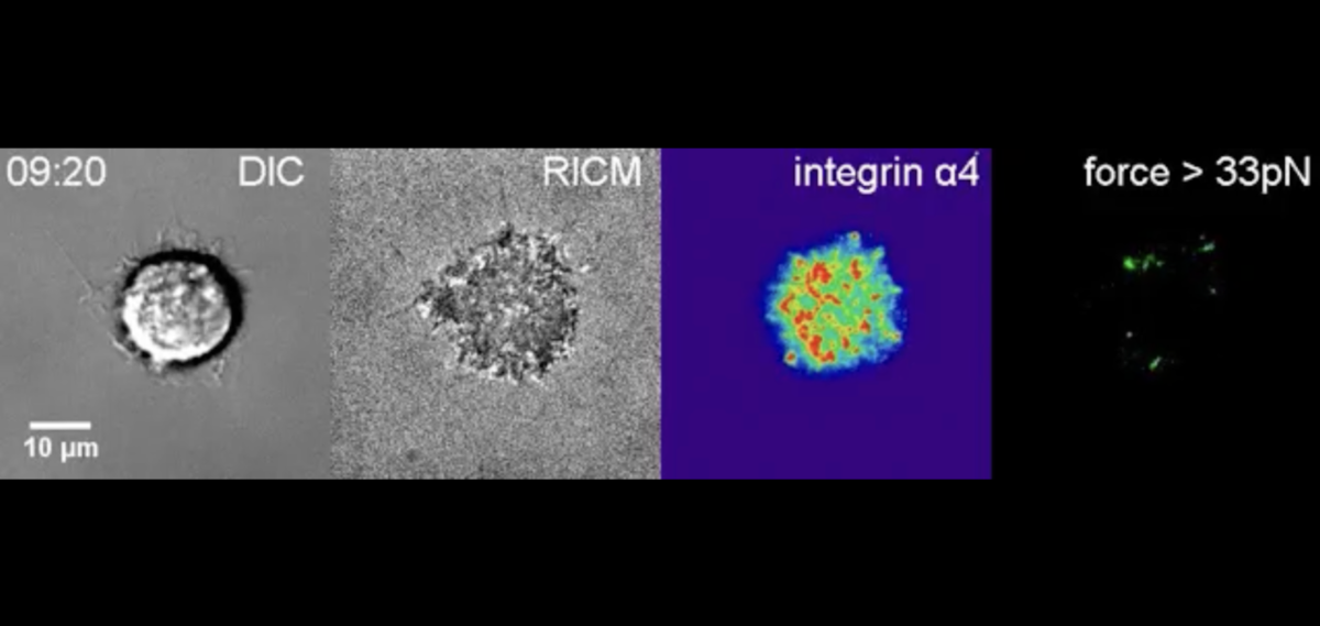 Screenshot of video showing integrin mechanotransduction.