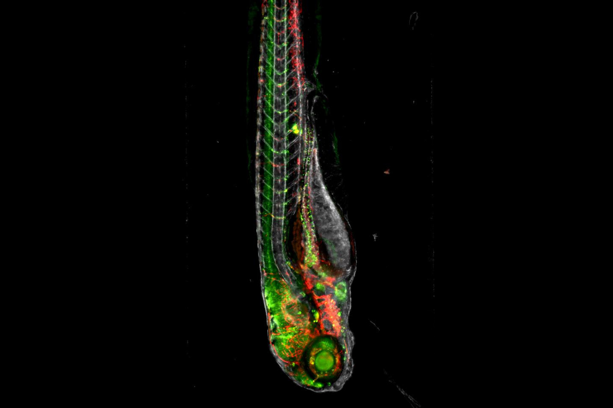 Zebrafish lit up under microscopy with visible spine and colored spots marking proteins.