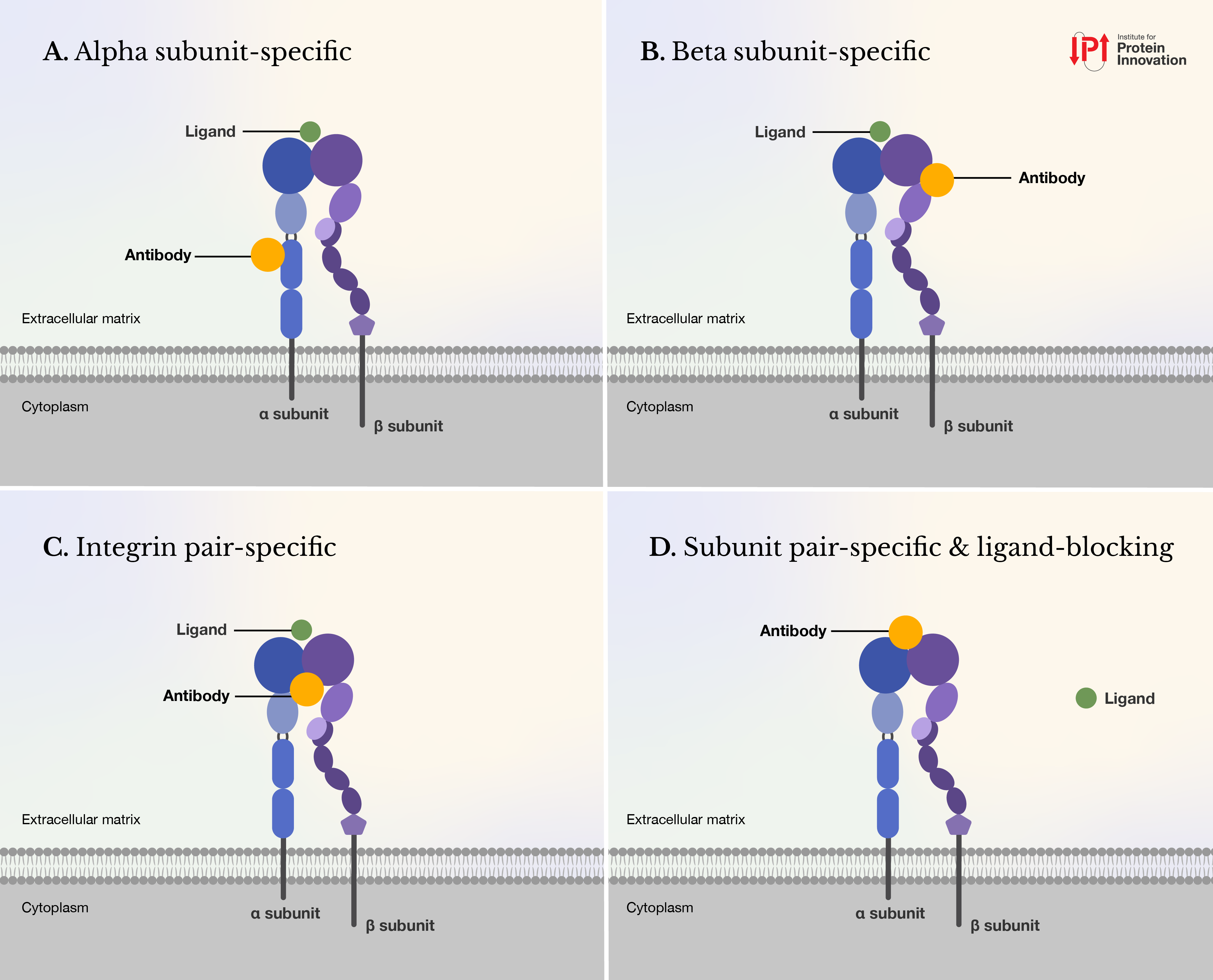 Four panels demonstrating IPI's antibodies binding to particular subunit or subunit pair.