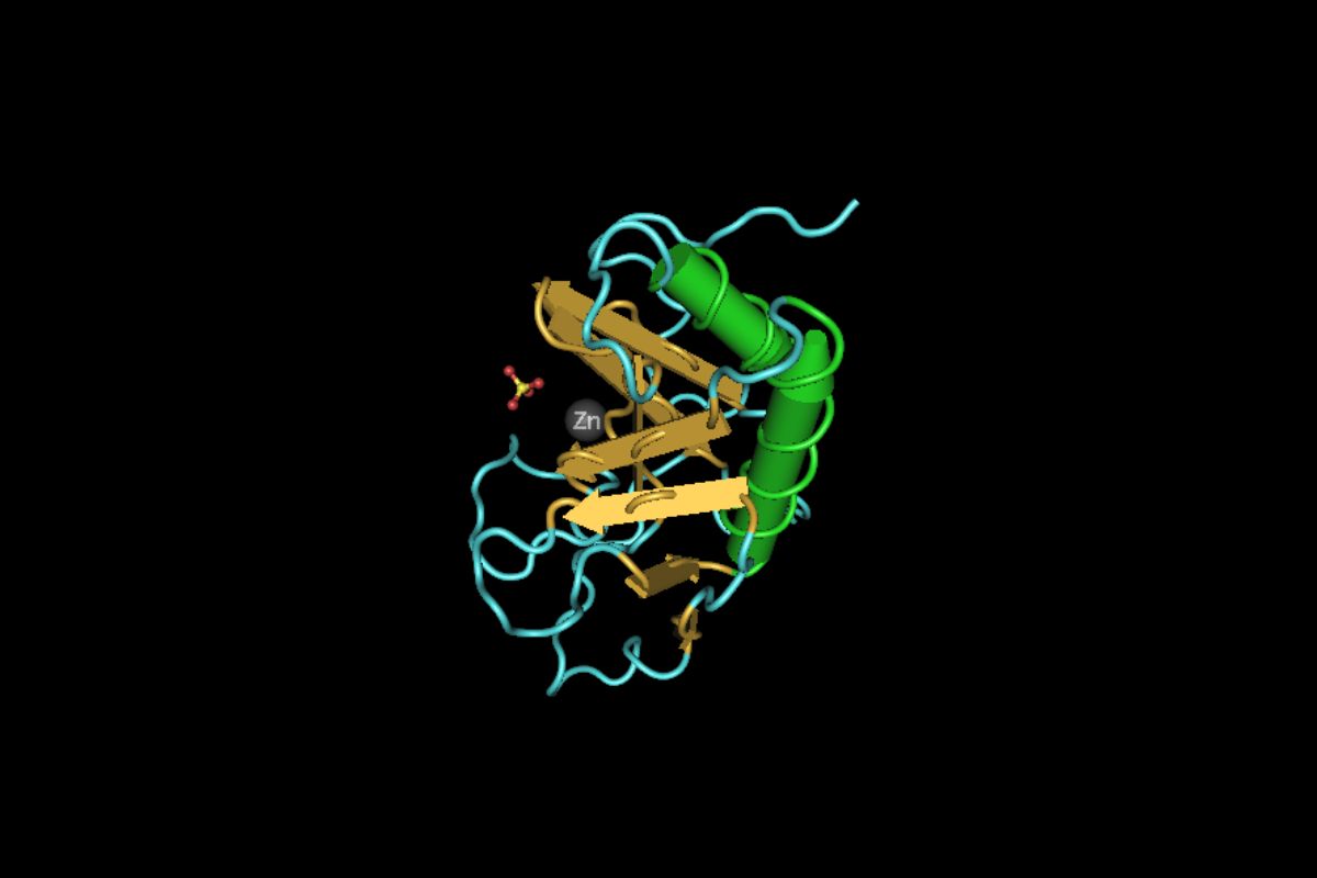 The 3D structure of Sonic Hedgehog.