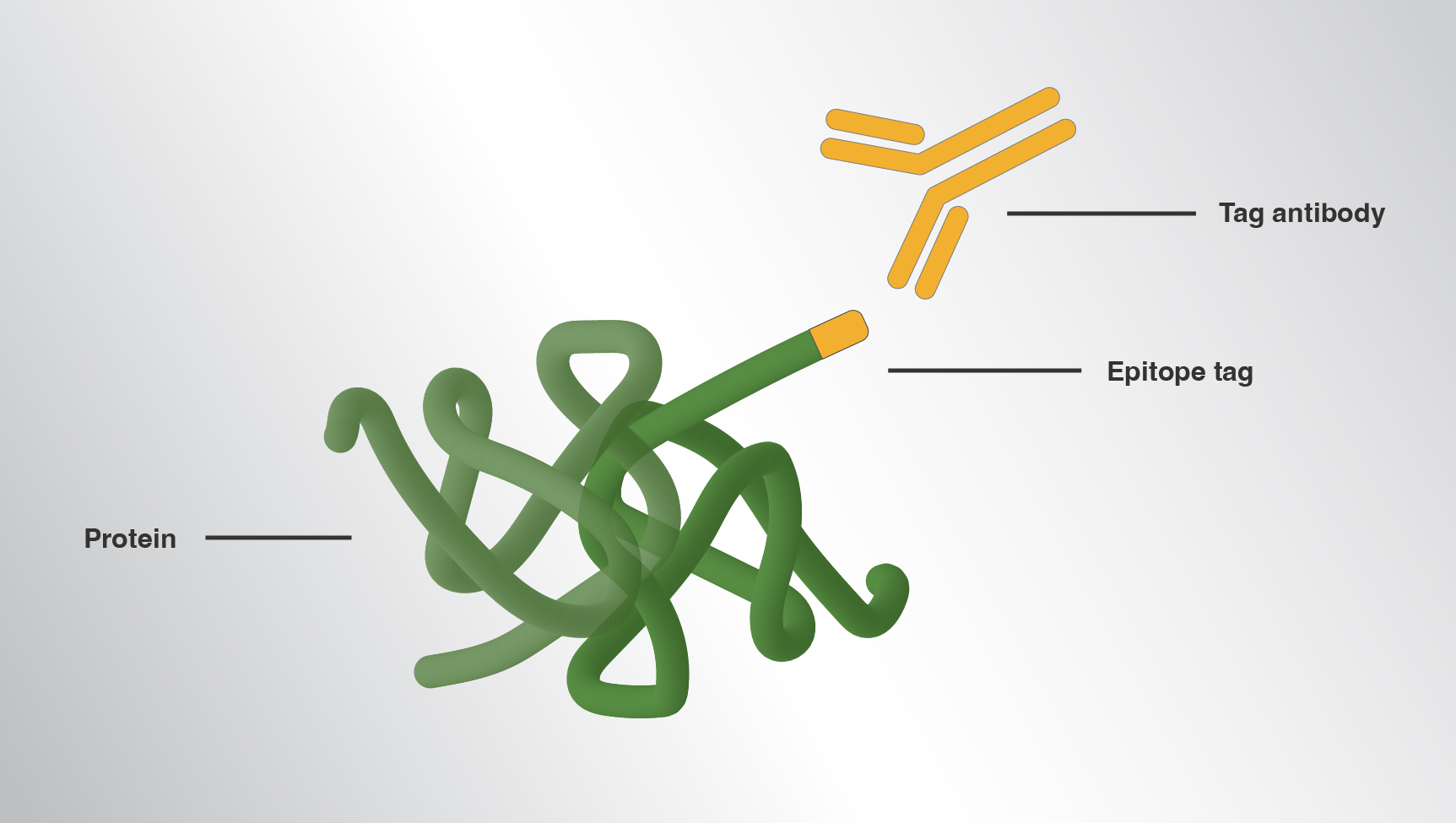 Illustration of an epitope tag antibody recognizing the epitope tag sequence at a N- or C-terminus.