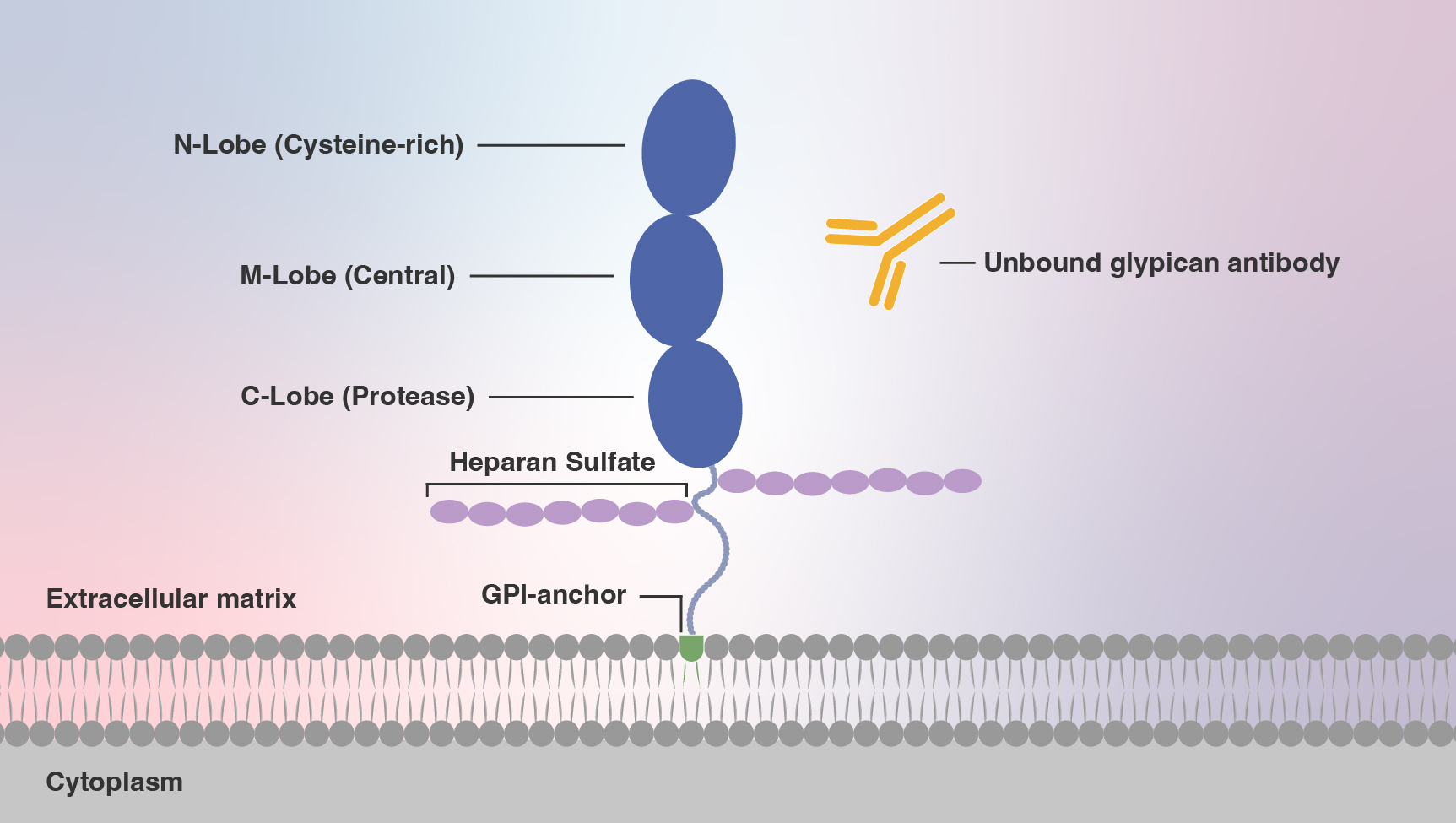 Glypican target and unbound anti-glypican antibody