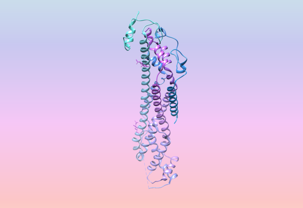 Three-dimensional rendering of a glypican receptor.