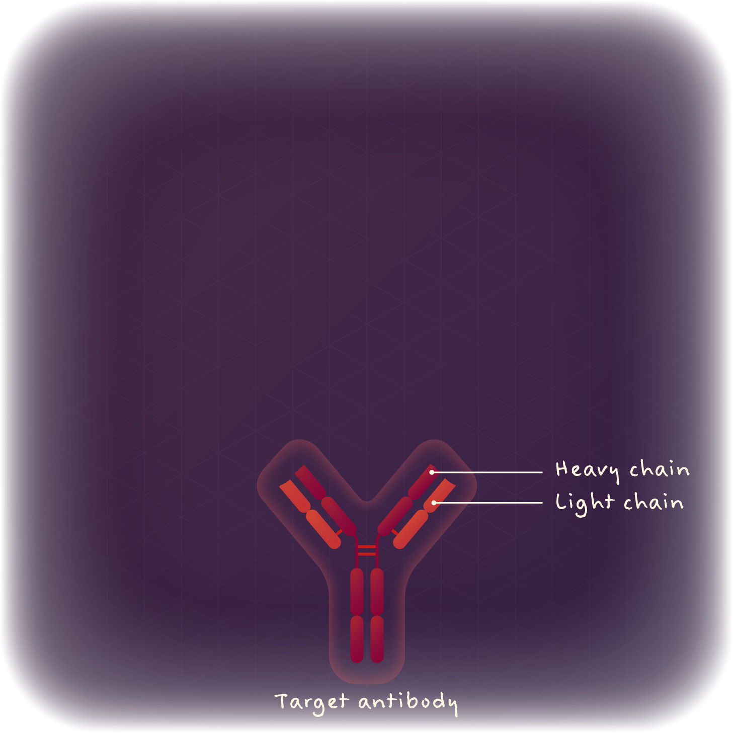 Target antibody, with heavy and light chain shown.