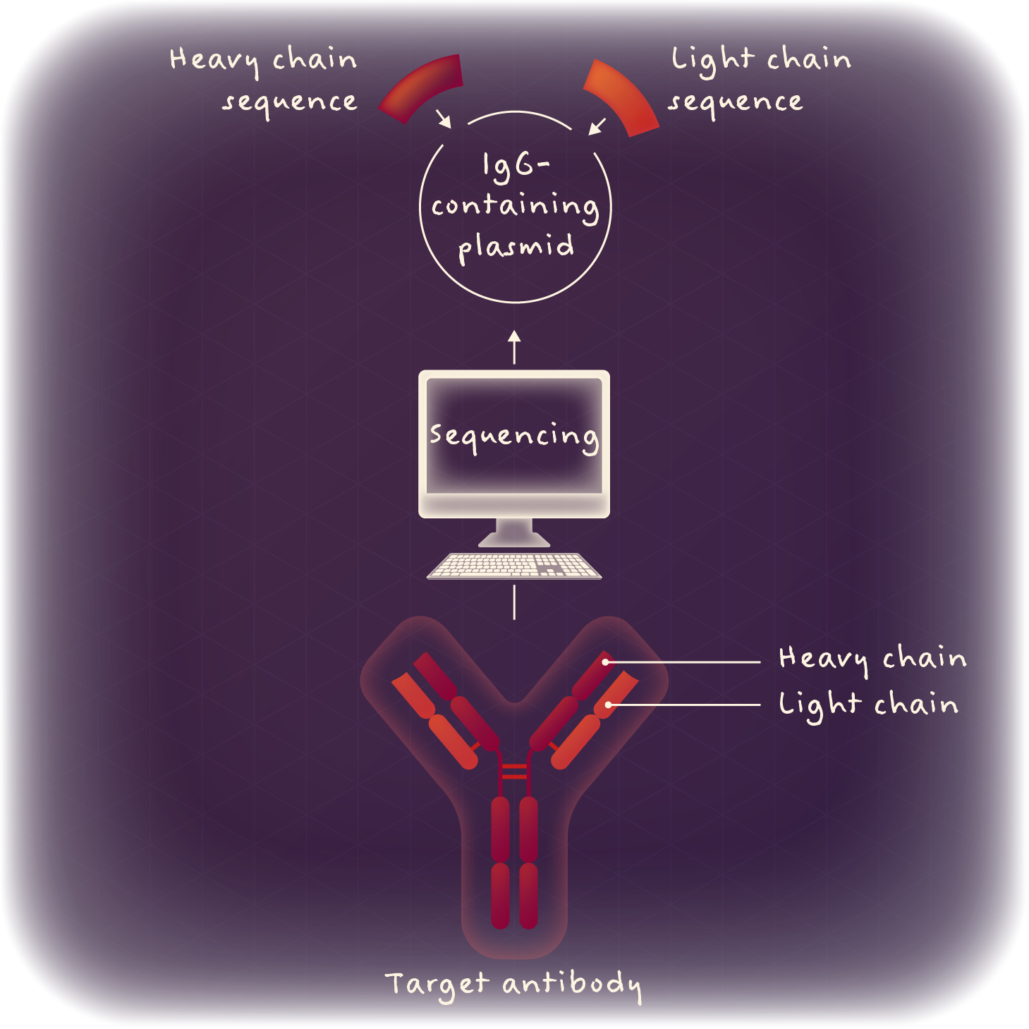 Target antibodies are sequenced, with their heavy and light chain sequences identified.