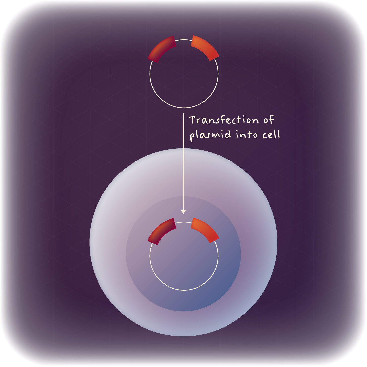 Plasmids can be transfected into cells for production.