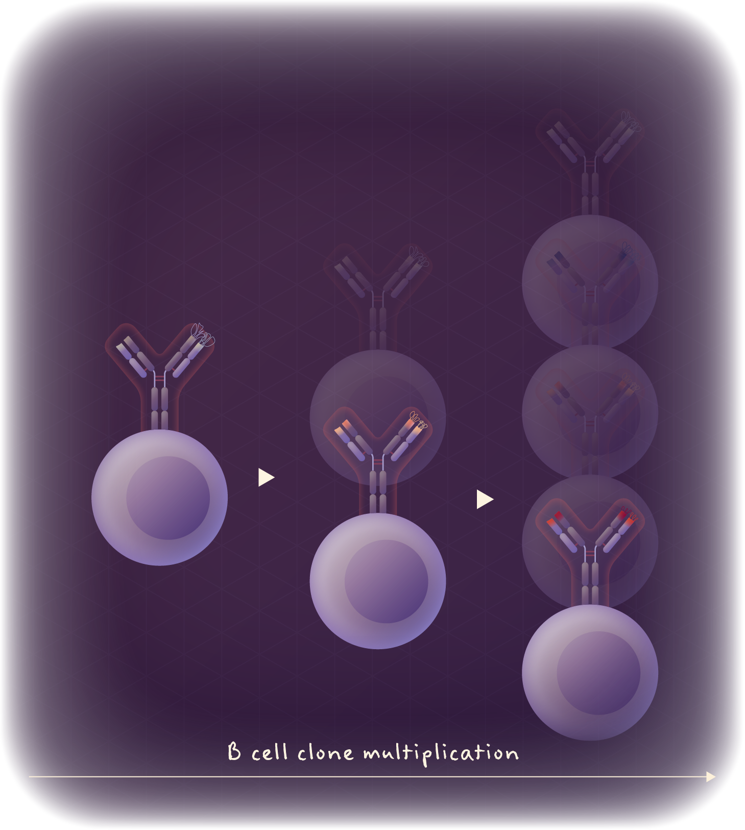 B cell clone multiplication.