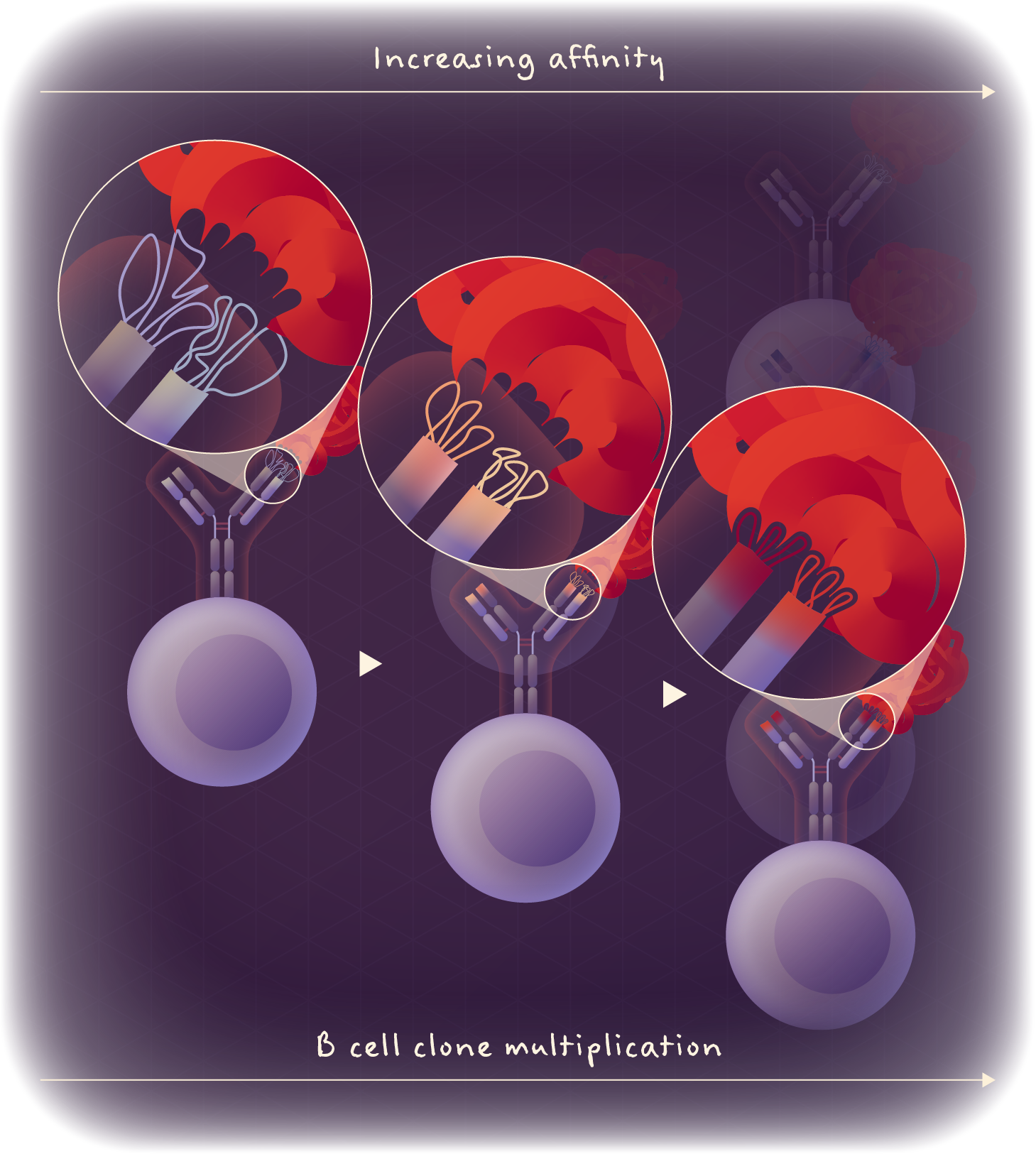 Affinity maturation.