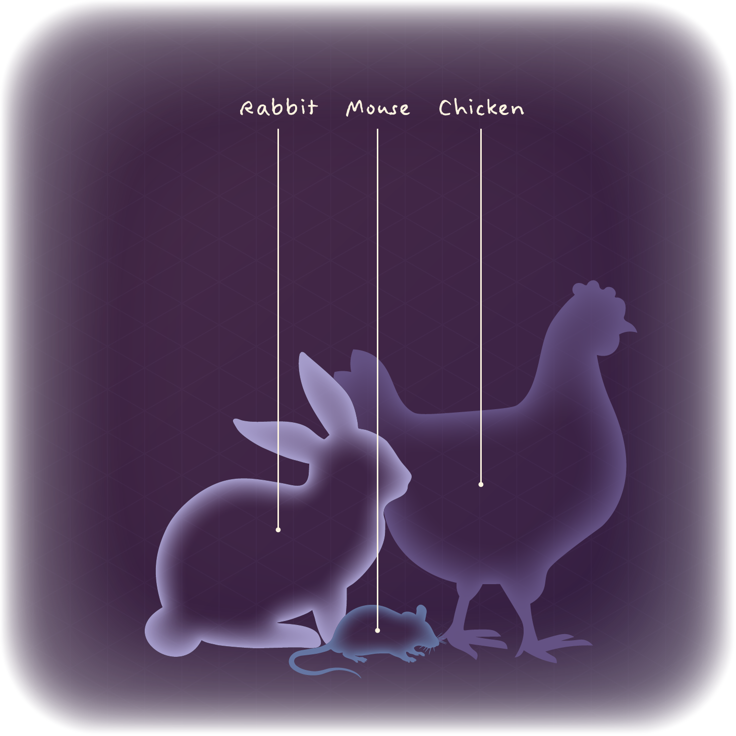 Polyclonal antibody production occurs in model animals.