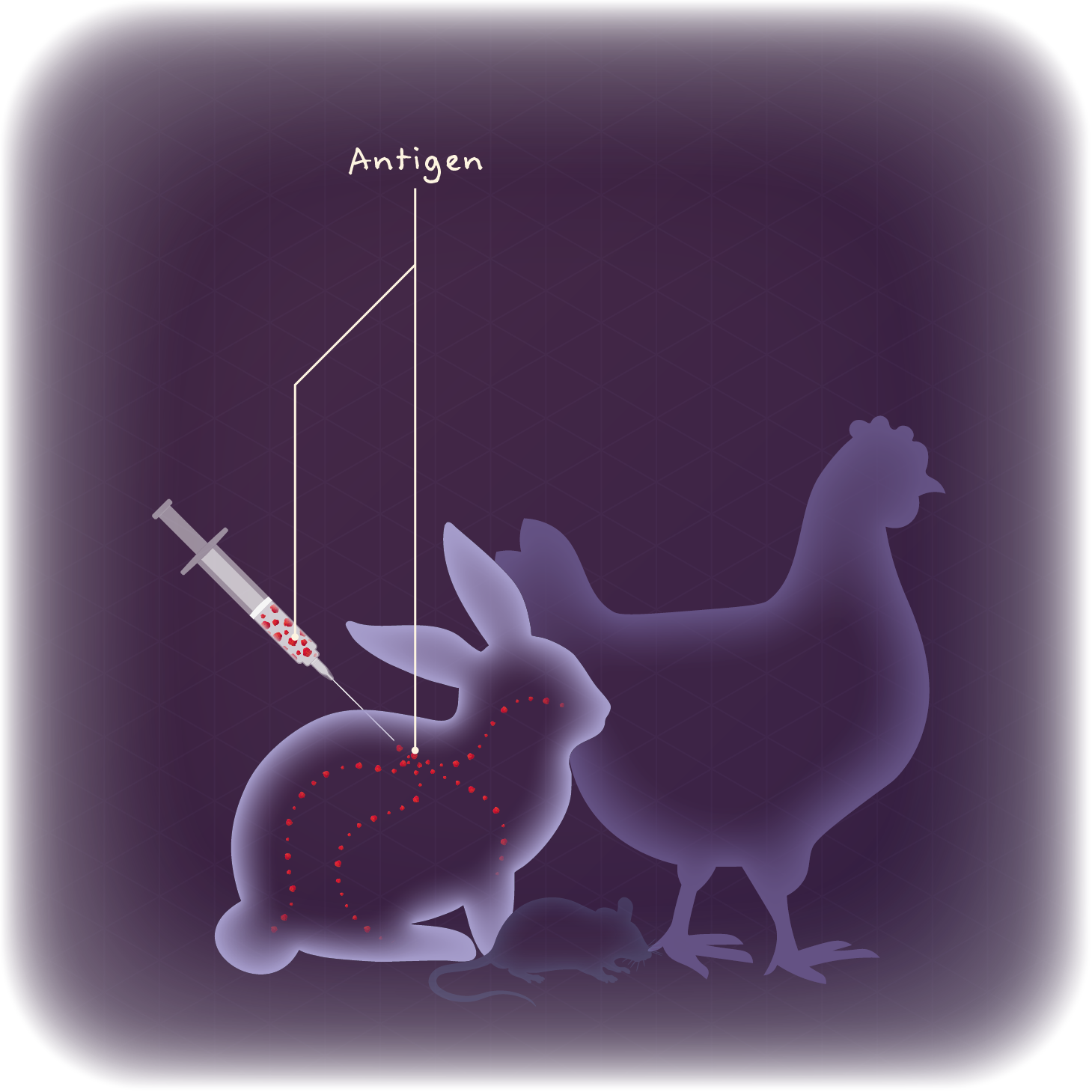 Model animals are injected with an antigen in polyclonal antibody production.