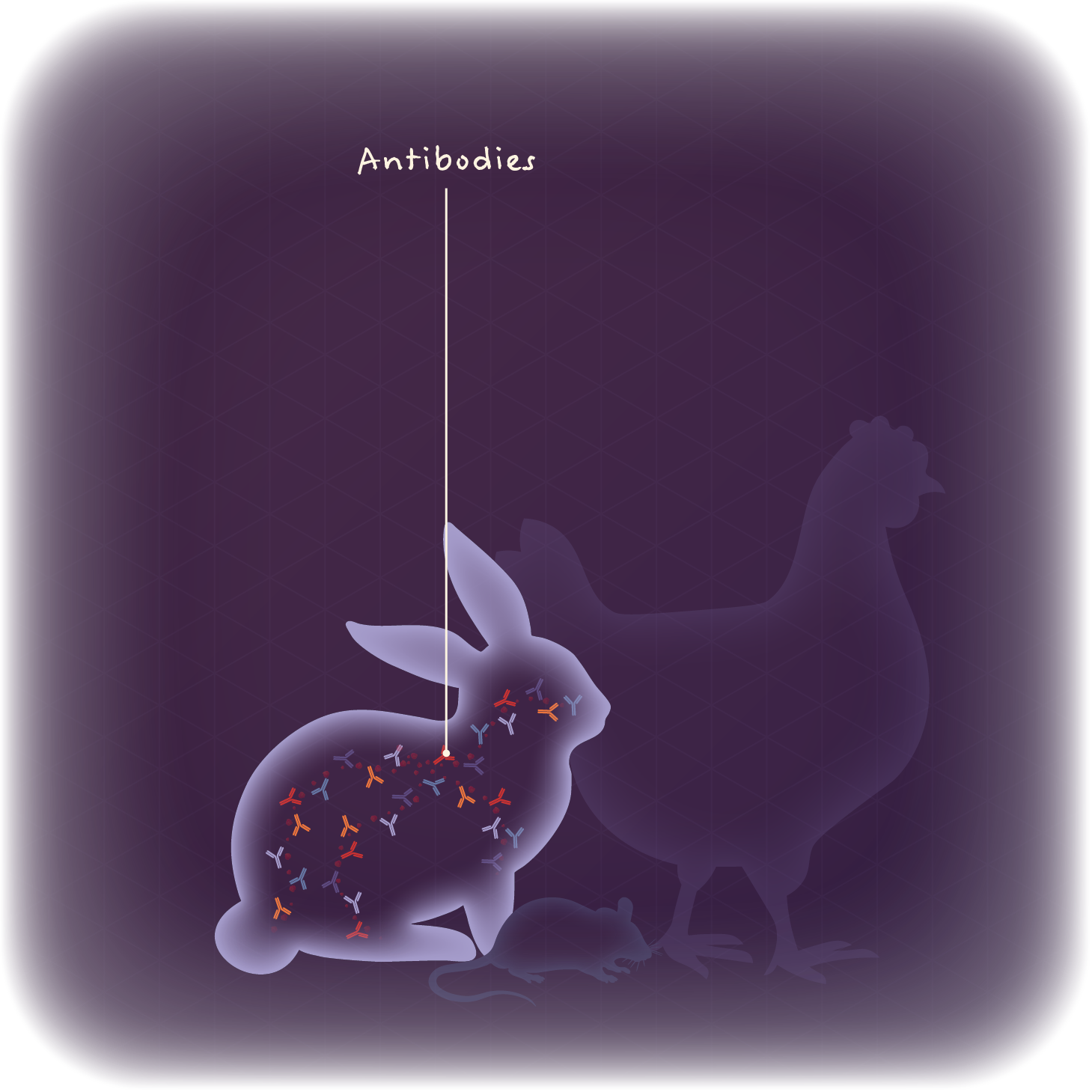 After injection, an animal's immune system produces antibodies to the antigen.