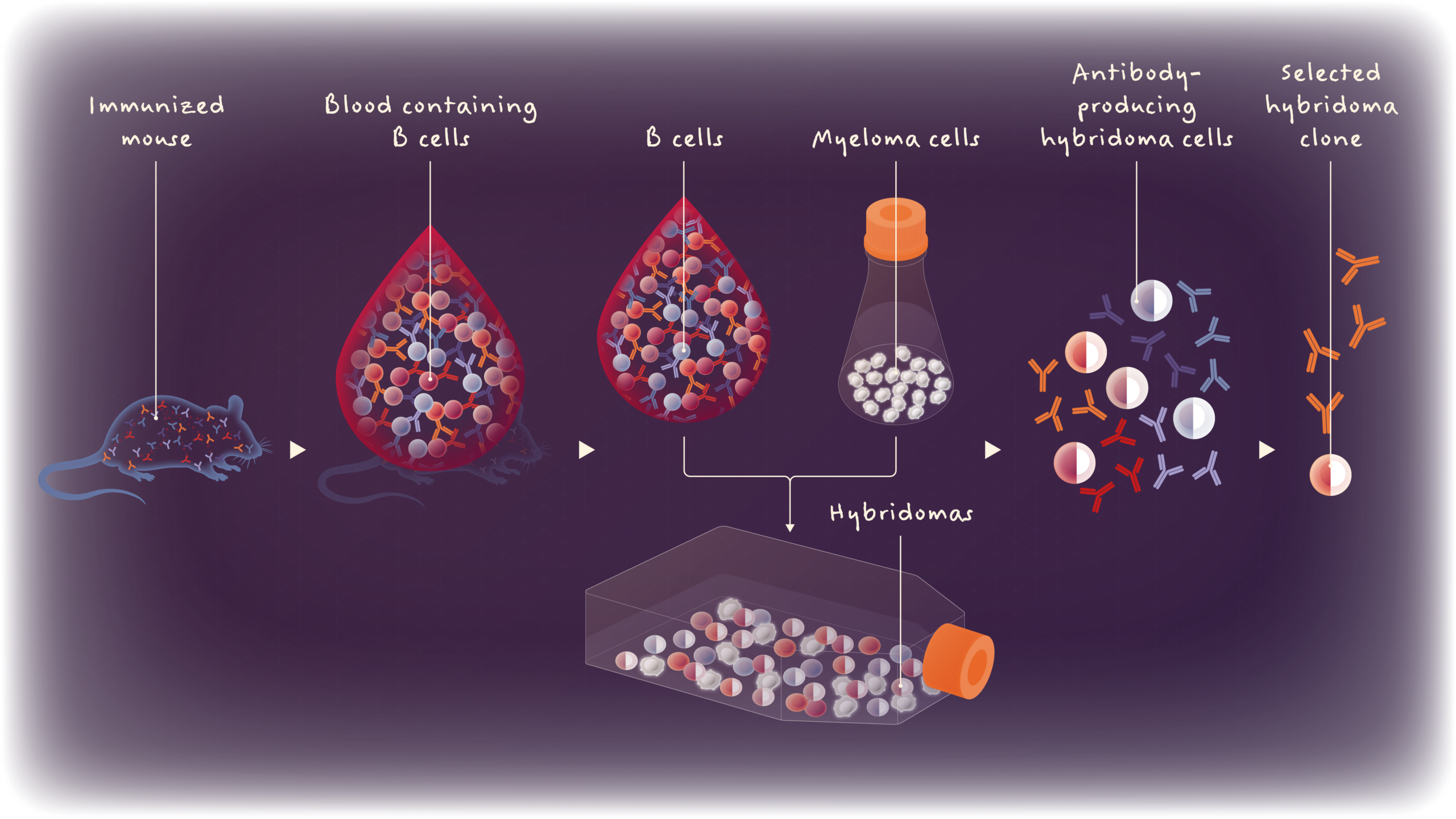 Flow chart depicting hybridoma production.