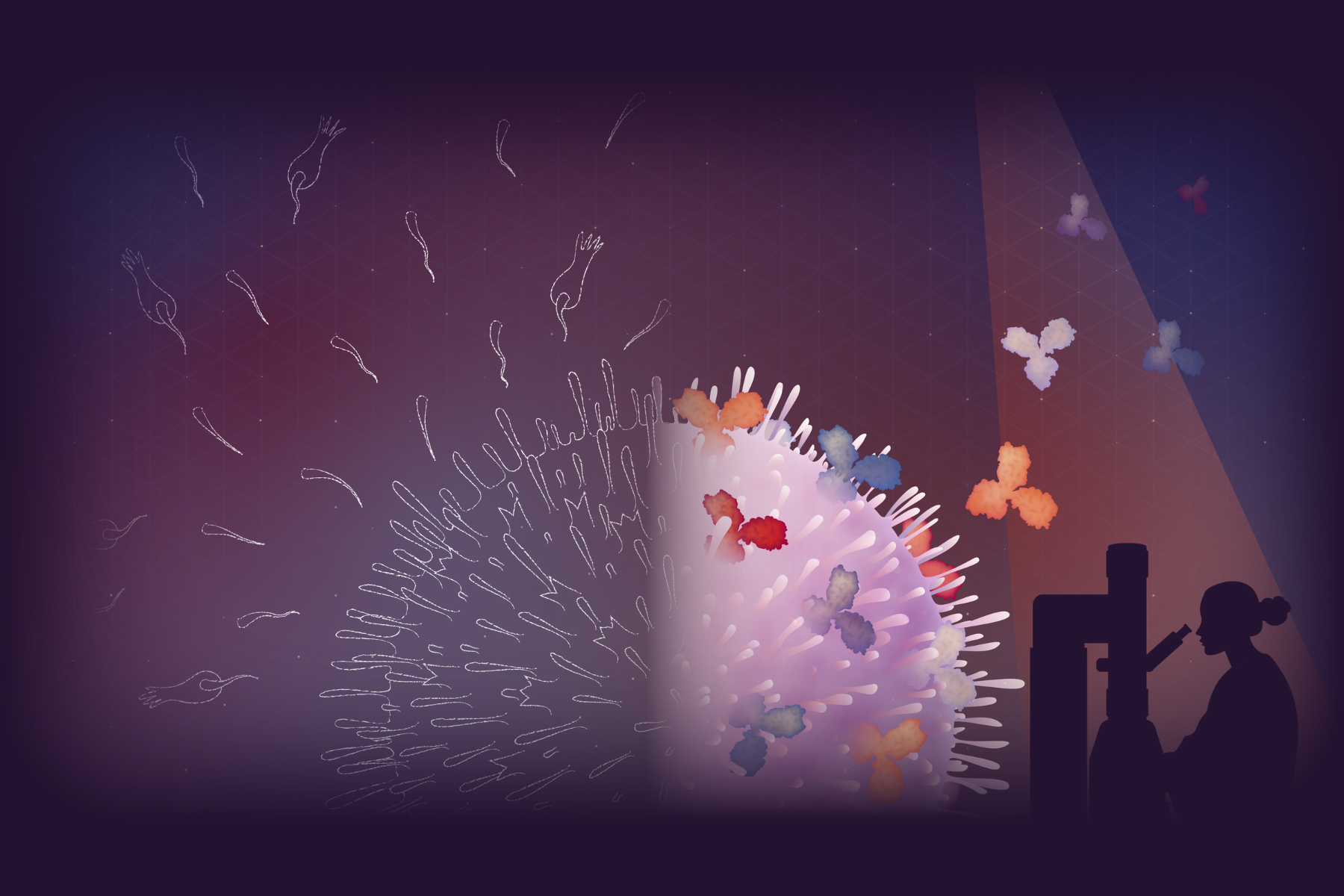An artistic rendition of a B cell producing antibodies, as imagined in early research versus today. A silhouetted figure with a microscope overlooks the cell.